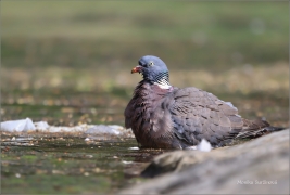 <p>HOLUB HŘIVNÁČ (Columba palumbus) /Common wood pigeon - Ringeltaube/</p>